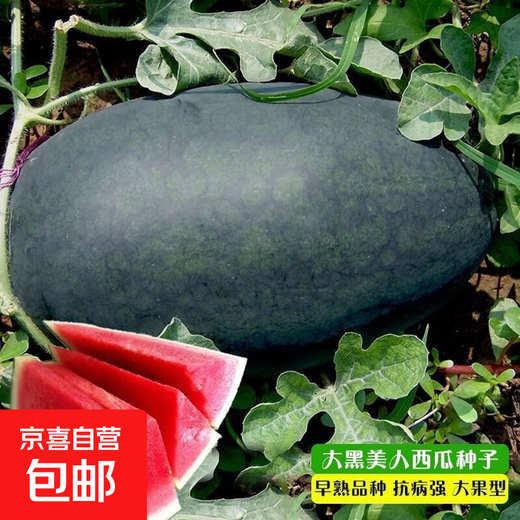 Watermelon set, watermelon seeds, watermelon balcony potted farmhouse garden melon seeds, various varieties, Black Beauty watermelon seeds, 1 pack, about 50 pieces