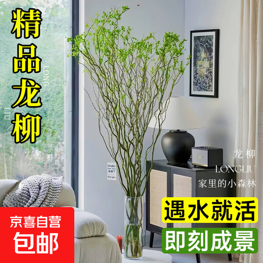 Dragon Willow Fresh Branches Hydroponic Plant Snow Willow Dried Branches with Flower Buds Willow Branches Living Room Green Plants Flowers Indoor Potted Plants Easy to Grow Chinese Style Hanging Clock Selected 5 branches of Dragon Willow 1 meter high (soaked in water to grow leaves)