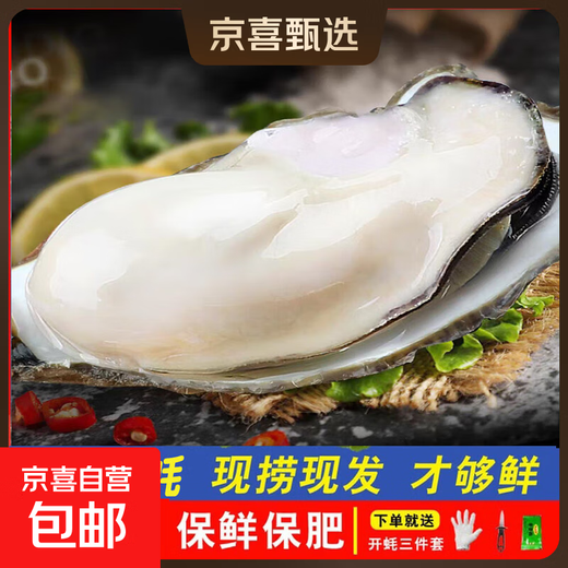 Fresh Rushan oysters, fresh and authentic Rushan oysters, 5 Jin Jin equals 0.5 kg box/10 Jin Jin equals 0.5 kg box 4XL large oysters (17-28 pieces per box) with box 10 Jin Jin equals 0.5 kg