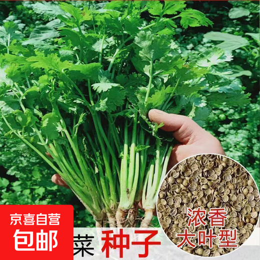 Four-season sowing of big-leaf coriander seeds, old farm varieties of coriander seeds, four-season balcony potted ground coriander seeds, coriander seeds, 3 packs, about 1500 pieces, original factory packaging