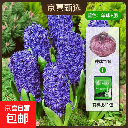 Imported hyacinth seed bulbs, large ball hydroponic office soil culture potted plants, winter cold-resistant flowering, easy to grow flowers for novices, blue pearls, circumference 16/17cm
