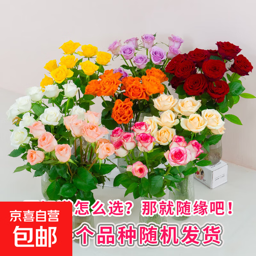 Roses Special Price Yunnan Flowers Chinese Valentine's Day Gift Fresh Cut Bouquet Water-raised Flower Arrangement Mix and Match Gift 1 Brand Base Soilless Rose Random Color 8+2 Loss Prevention Length 45-50CM