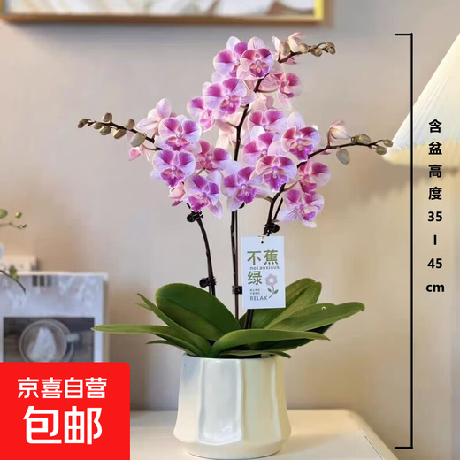 New Year's Eve Flower Phalaenopsis Indoor Flowers Potted Green Plants Living Room Blooms All Seasons Spring Festival New Year Decoration New Year Orchids Pink 3-Sword Phalaenopsis Random Varieties Nordic Pots