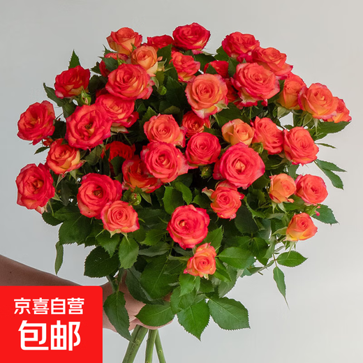 Live broadcast exclusive Alice multi-headed rose 10 stems (length 45-60CM) 1 serving
