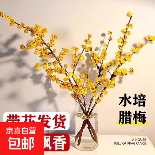 Wintersweet fresh cut flower Australian snow willow hydroponic plant indoor living room desktop New Year's Eve flower potted plant shipped with buds selected wintersweet branches 40-50 cm 4 branches + nutrient solution