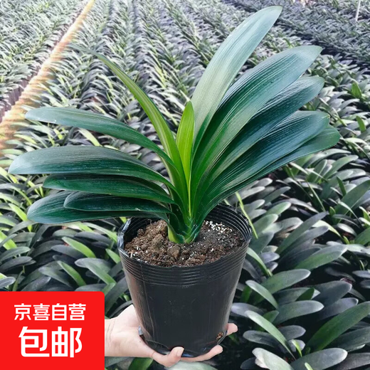 Large pot of Clivia potted plant, rare and national treasure-level flower seedlings, green plant, round-headed monk, indoor living room, easy to grow in all seasons. Large seedlings bloom in the same year. 12-14 leaves + soil. Free fertilizer.