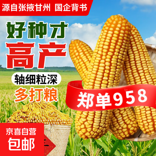 Zhangye, Gansu Wholesale high-yielding nationally approved Zhengdan 958 corn seeds, short stems, large sticks, lodging and pest resistance Zhengdan 958 nationally approved corn seeds 1Jin Jin equal to 0.5kg 1 bag