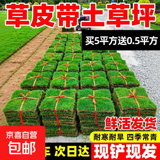 Turf soil real lawn with soil four-season green Manila turf villa courtyard greening grass Taiwan grass 1 square meter bentgrass buy 5 square meters and get 0.5 square meters