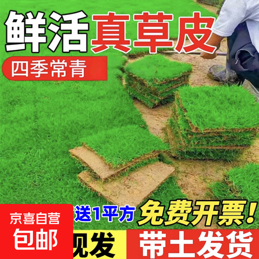 Lawn real turf soil villa garden courtyard greening plants Manila lawn soil turf four seasons green 1 square meter bentgrass/turf buy 10 square meters get 1 square meter free