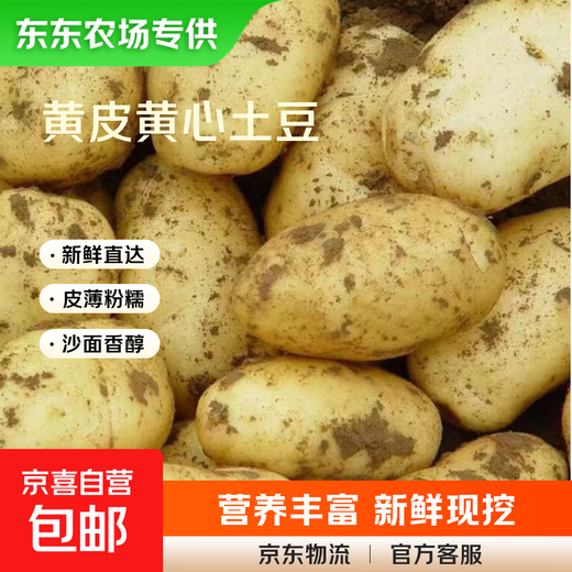 Dongdong Farm exclusively supplies Shandong yellow-heart large potatoes, glutinous, freshly dug potatoes, taro and taro in season. Yellow-heart potatoes 5Jin Jin is equal to 0.5kg. Net weight: Medium to large fruit 2 taels.