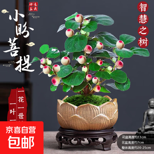Bodhi Tree Potted Small Pan Bodhi Bonsai with Fruit Chinese Zen Desktop Decoration Indoor Creative Good Green Plant A Grade Multi-Fruit - Xiao Pan Bodhi (Lotus Purple Clay Pot + Bottom Support + Moss)