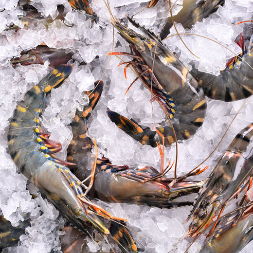 Fresh Jingcai 2025 Fujian Live Frozen Black Tiger Shrimp Net Weight 3Jin Jin is equal to 0.5kg 2030Specifications 30-45 pieces/box Extra Large