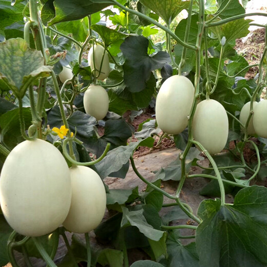 Zhongke Maohua Fruit Seeds Zhongke Honey No. 2 Thick-skinned Melon Seeds White Skin White Flesh Xinjiang Crispy Pear Cantaloupe Seeds Sweet and Crisp Zhongke Honey No. 1 Melon Seeds 200 Tablets