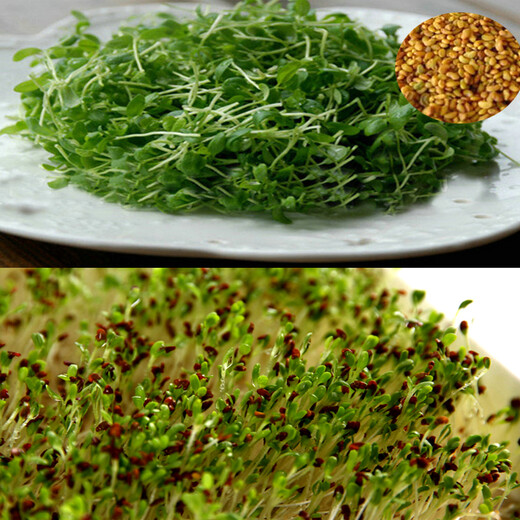 一播大地紫花苜蓿种子 猪牛羊兔鱼饲料芽苗菜多年生四季耐寒南方北方牧草 劲能5010 净籽250克