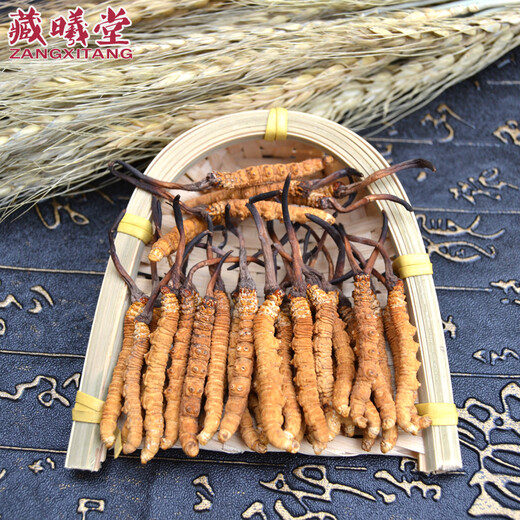 藏曦堂 冬虫夏草西藏那曲  虫草4-5根1克 冬虫夏草  4-5根根1克 内装15克