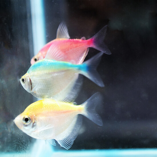 small ornamental fish