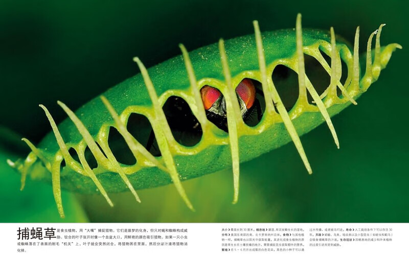 DK Children's Illustrated Encyclopedia of Natural Life Hardcover Genuine Popular Science Encyclopedia for Primary School Students 6-12 Years Old Animals, Plants and Microorganisms Introduction to Natural Observation