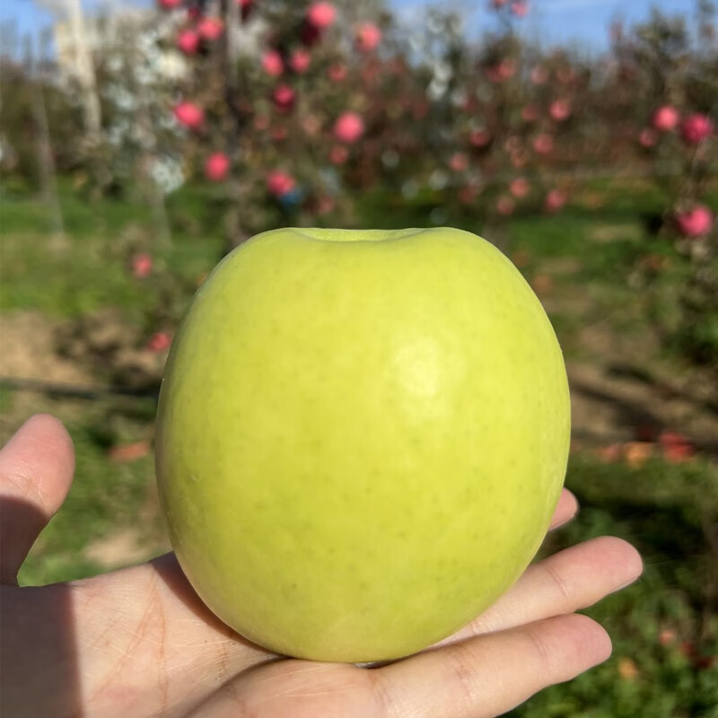 Shuaidui Shaanxi Baishui Ruixue Apple Authentic 2025 Season Fresh Crisp Sweet Fragrant Green Apple Premium Fruit Gift Box Full Box Selected 4.5 Jin Small Fruit 70-75mm About 13-16 Pieces