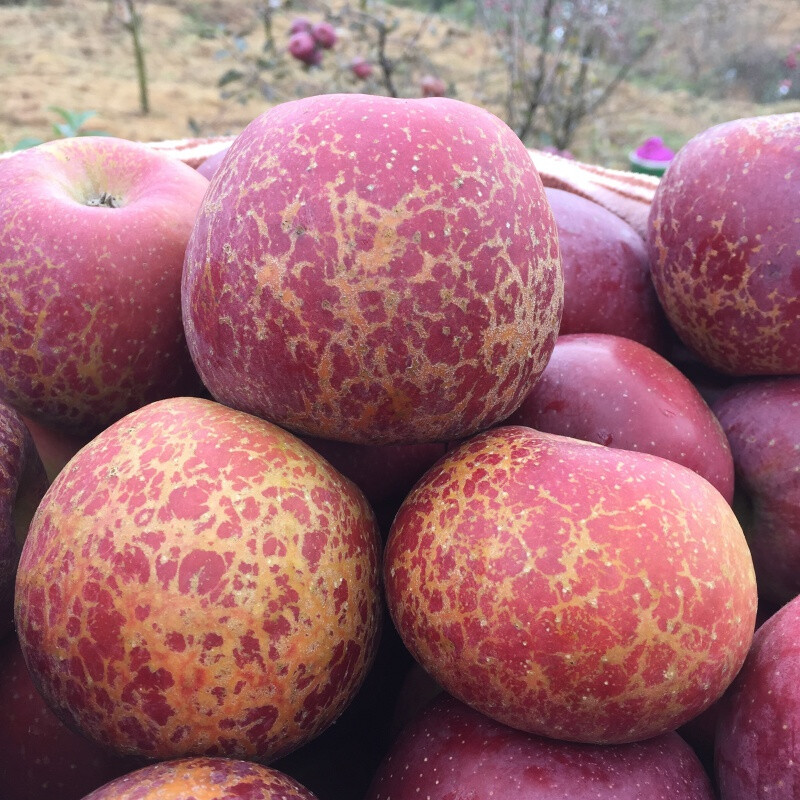 Rose Garden 2025 New Fruits Now Picked, Yunnan Zhaotong Wild Ugly Apple Rock Candy Heart Rare Fruit Fresh Crisp Sweet Large Fruit 75mm (inclusive)-80mm (exclusive) 10 catties