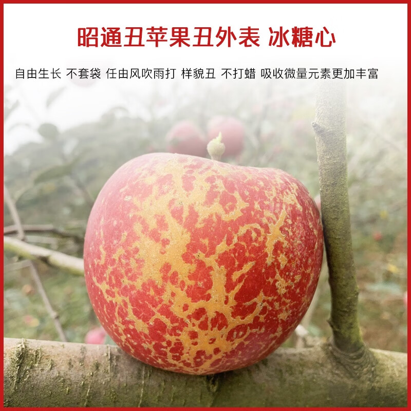 Rose Garden 2025 New Fruits Now Picked, Yunnan Zhaotong Wild Ugly Apple Rock Candy Heart Rare Fruit Fresh Crisp Sweet Large Fruit 75mm (inclusive)-80mm (exclusive) 10 catties