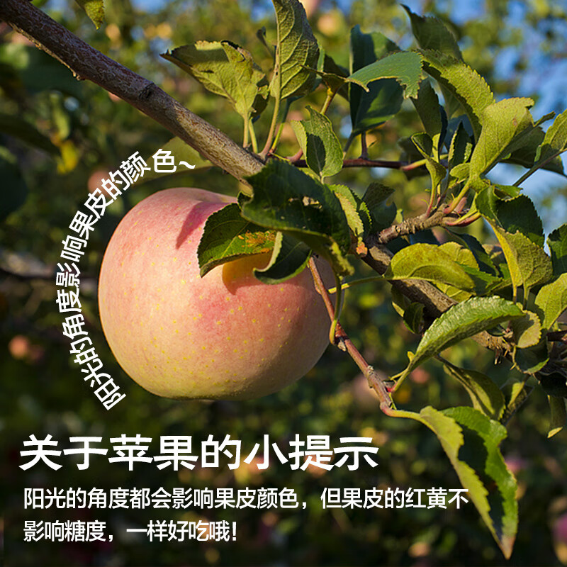 Jingxiansheng Lingbao Fuji Apple, net weight 4.5kg, single fruit 80mm+, fresh fruit, straight from the source