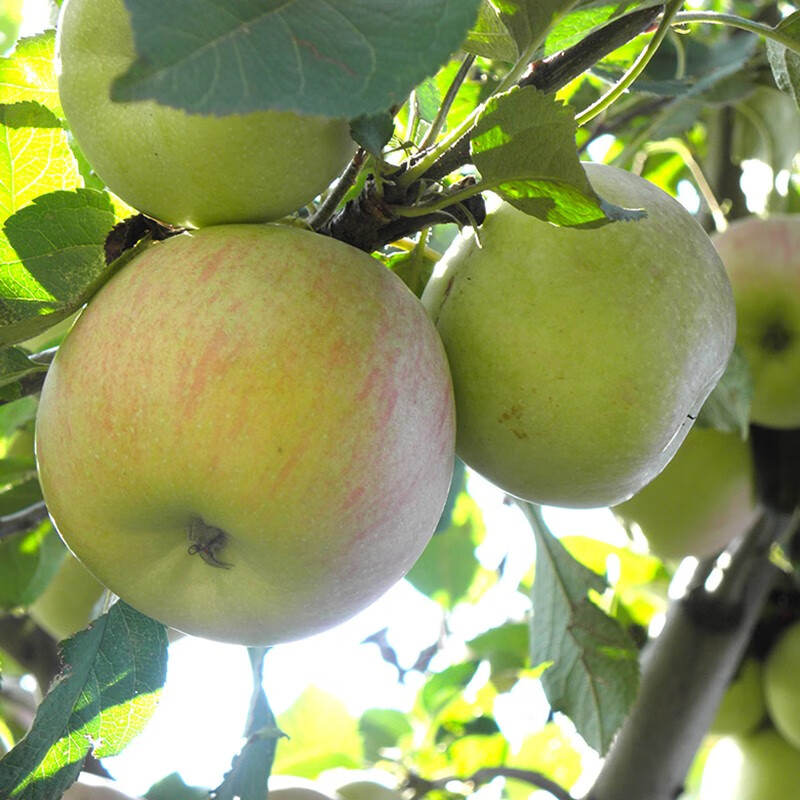 Dieguo authentic Pinggu Guoguang apple Beijing specialty old-fashioned small stupid fruit fresh fruit about 18 large fruits 5 pounds