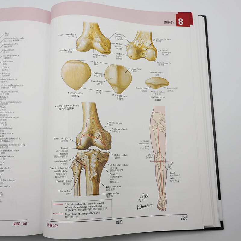 Knight's Color Atlas of Human Anatomy (8th Edition), English-Chinese, International best-selling anatomy atlas, a must-read for basic clinical medicine