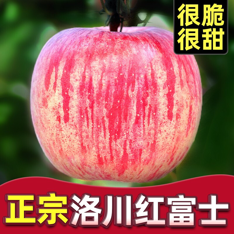 Baoxiansheng Authentic Shaanxi Luochuan Apple Red Fuji Crisp, Sweet and Juicy Seasonal Fresh Fruit for Pregnant Women Whole Box of Fresh Ugly Apples 80-85mm with box 10 catties (net weight 8.8 catties)