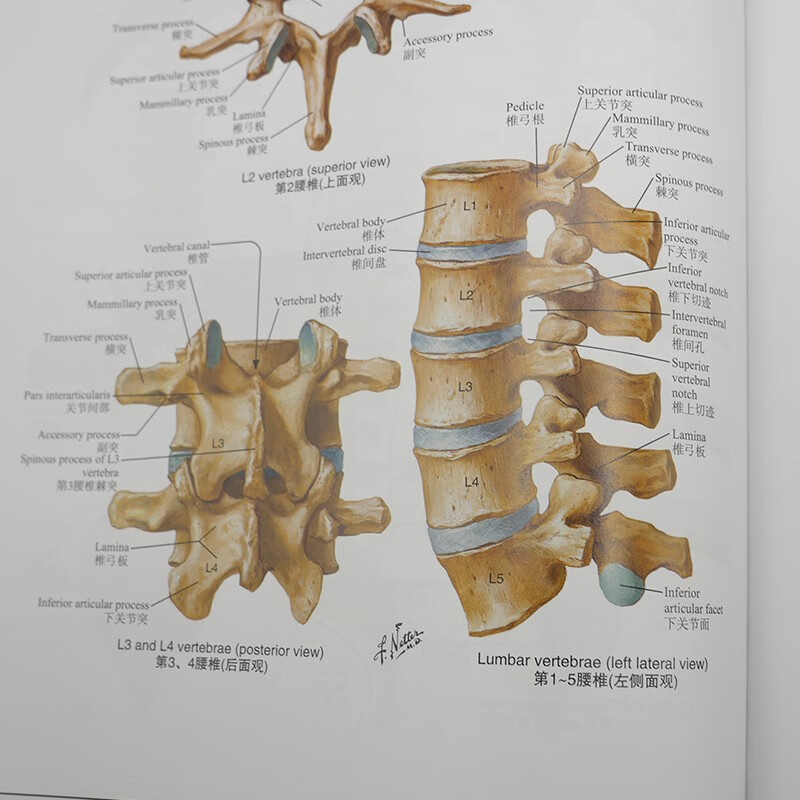 Knight's Color Atlas of Human Anatomy (8th Edition), English-Chinese, International best-selling anatomy atlas, a must-read for basic clinical medicine