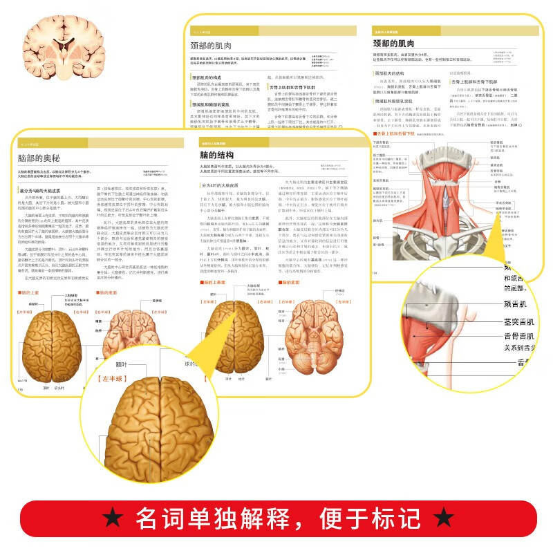 New 3D human anatomy diagram, human muscle anatomy, sports anatomy, section atlas, anatomy book textbook, professional basics of health anatomy and physiology, medical book anatomy atlas, more than 200 full-color precision atlas, human anatomy book