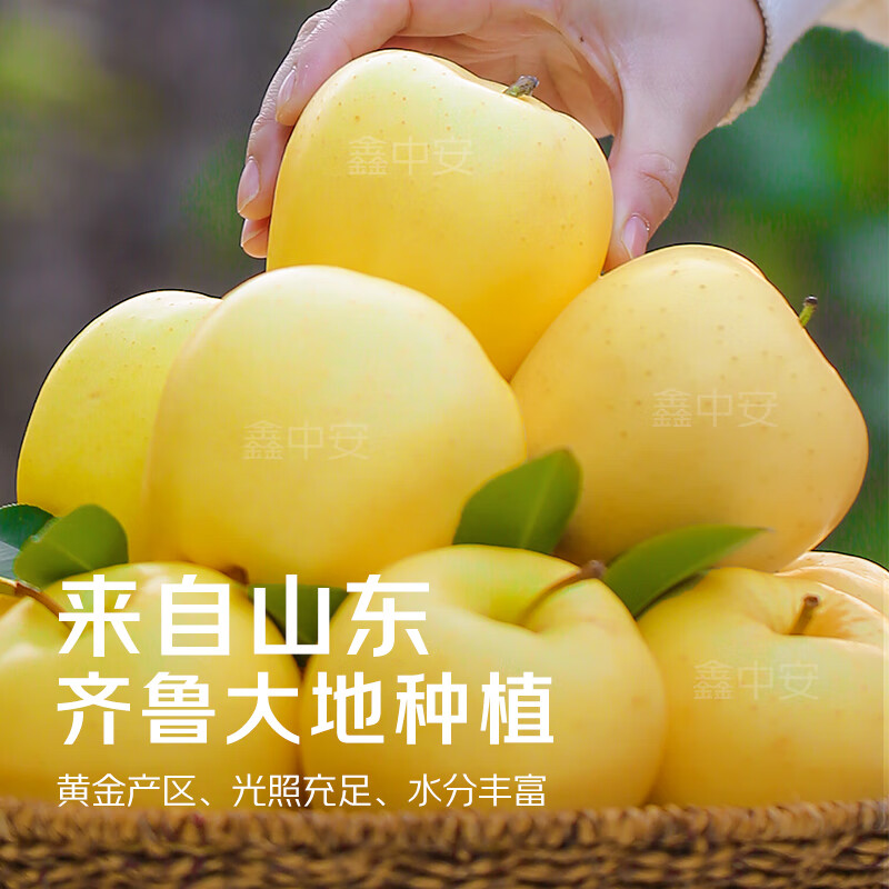 Jingmi Golden Venus Apple Fruit Fresh from Shandong, net weight 5 pounds, single fruit starting from 150g, straight from the source