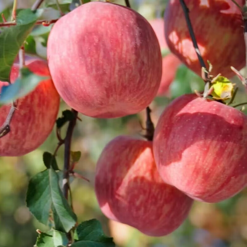 Jingmi Luochuan Apple Red Fuji Fresh Fruit New Fruit Gift Box Net Weight 8.6 Jin Single Fruit 250g Origin Head Straight Hair