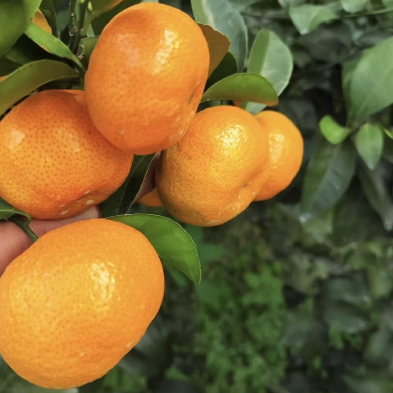 The whole basket of red Guangxi sugar oranges on the tree 2kg single fruit 40mm
