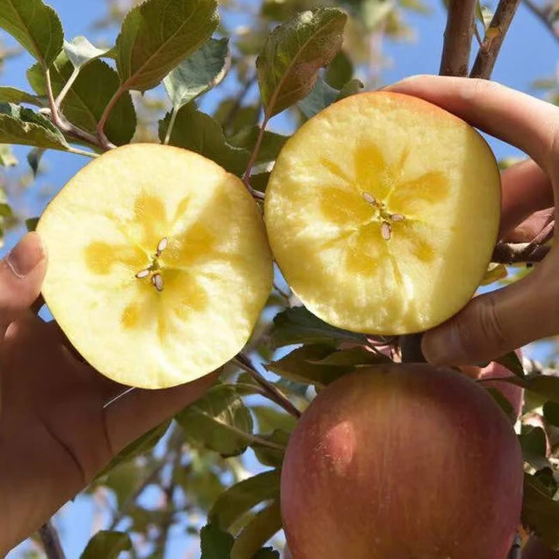 Aksu Apple, Xinjiang Aksu Rock Candy Apple, fresh seasonal fruit, crispy and sweet red Fuji, recommended as a gift, Ping An fruit, 10 catties in box, single fruit 75-80mm, net weight 8.5 catties