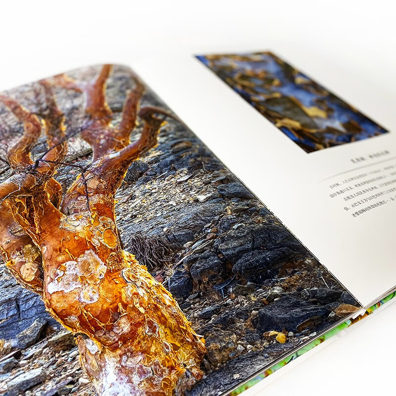 Tree Between Heaven and Earth contains nearly 300 beautiful photos, interspersed with four extra-long slides, covering the desktop with majestic momentum, rushing towards the magnificent wonders of life.