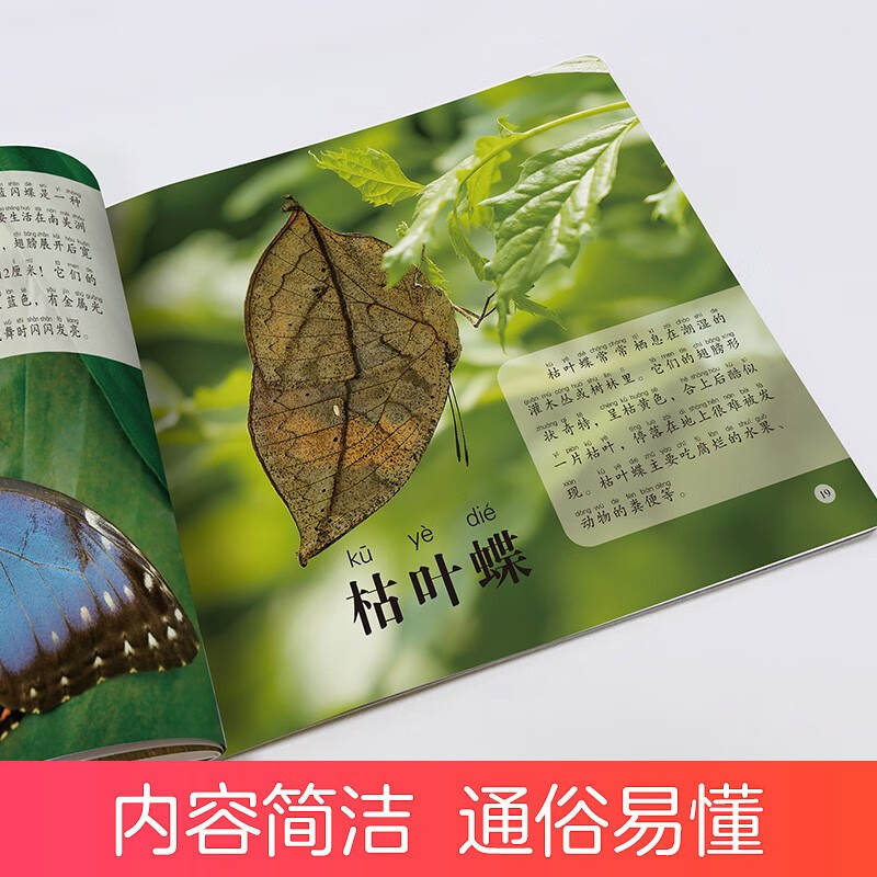 Amity Children's Children's Eyes View the World and Recognize Insects. Children aged 3-6 years old see pictures and recognize objects. Kindergarten enlightenment puzzle early education picture book. Encyclopedia of Insects. Full set of color pictures and phonetic version.