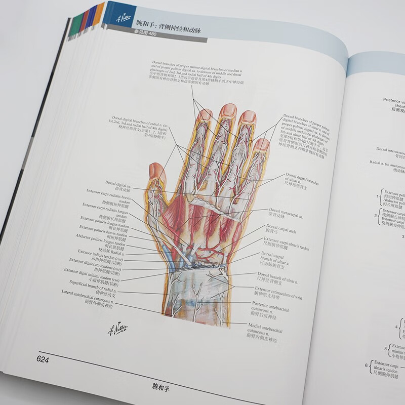 Knight's Color Atlas of Human Anatomy (8th Edition), English-Chinese, International best-selling anatomy atlas, a must-read for basic clinical medicine