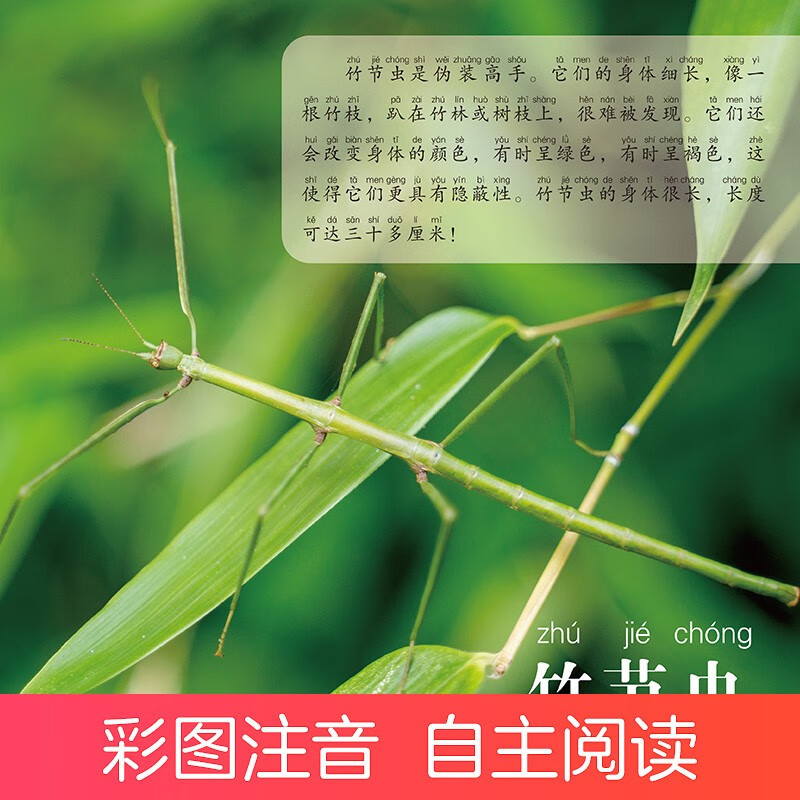 Amity Children's Children's Eyes View the World and Recognize Insects. Children aged 3-6 years old see pictures and recognize objects. Kindergarten enlightenment puzzle early education picture book. Encyclopedia of Insects. Full set of color pictures and phonetic version.