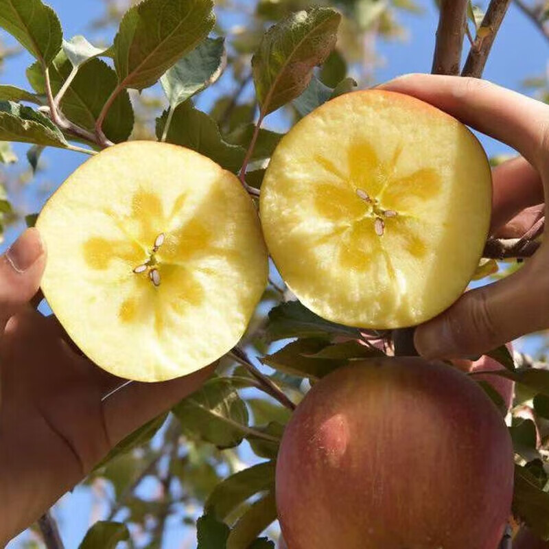 Miyu Taoyuan Authentic Xinjiang Rock Candy Heart Apple Red Fuji Ugly Apple Crisp Sweet Fresh Seasonal Fruit Whole Box Gift Box Full Box 10 Jin Single Fruit 75-80mm Net Weight 8.5 Jin+