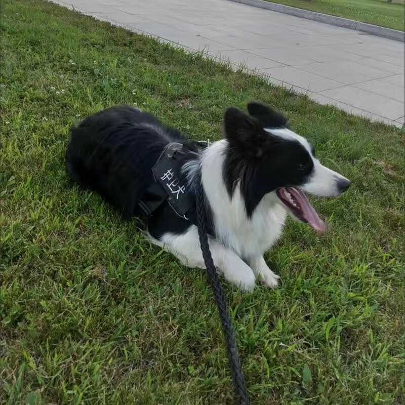 Horse dog traction rope, special guard dog duty clothes, vest and harness for walking dogs, Doberman medium and large dog rope, black - guard dog + rope 3XL - extra large 90-120 catties