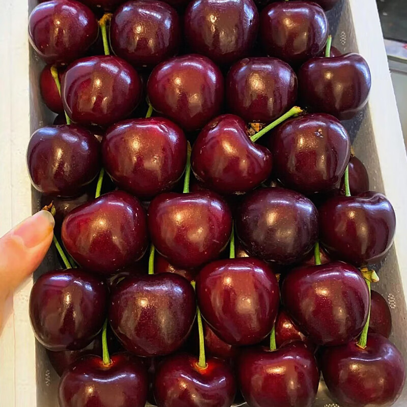 Cherry fresh Chile imported original box cherries 4J grade 5kg optional JD next day delivery in many places Cherry New Year's Day gift box 2.5kg (net weight) Super value recommendation Enjoyable gift box Preferred J large fruit Single fruit 26-28mm