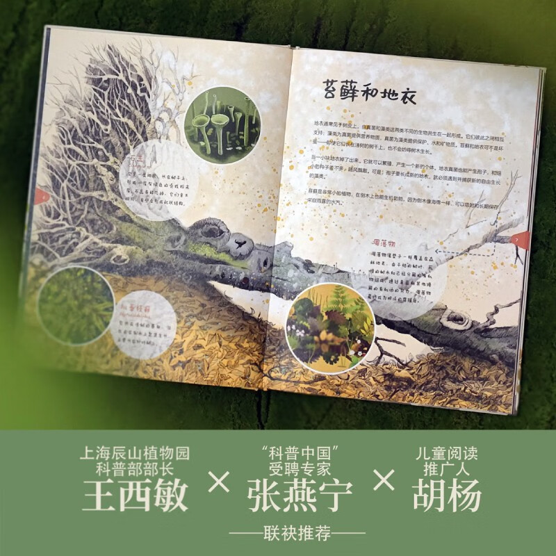 When a tree falls, everything grows. The tree’s second life