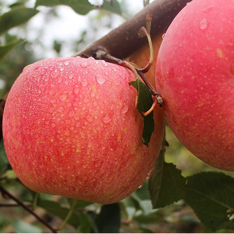 Jingdida Yantai Qixia Red Fuji apple net weight 4.5 catties large fruit 250g fresh fruit direct from the source with free shipping