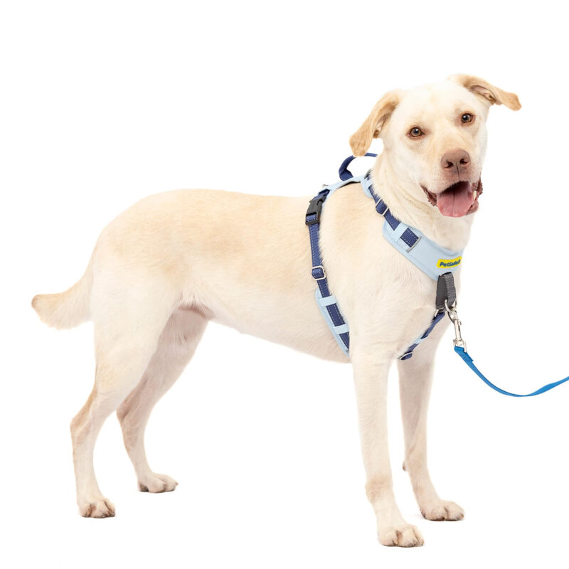 PetSafe pet harness, anti-pull training, full body cushion, 5-point adjustable, suitable for large dogs, nylon blue