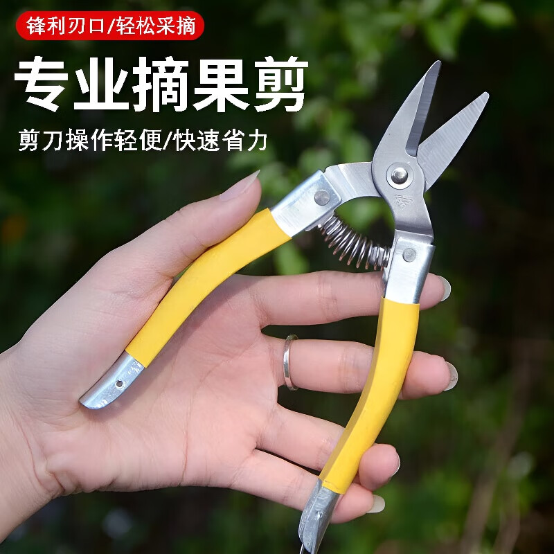 Zhewei stainless steel fruit scissors new fruit picking scissors citrus scissors vegetable and fruit scissors large fruit scissors round head fruit scissors large - yellow fruit scissors 6 inches