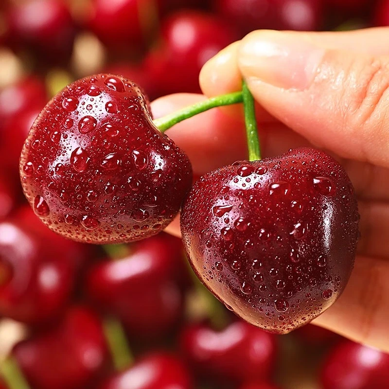 Fruity Life Gold Award Chilean cherry gift box, next-day delivery to many places, New Year's Day gift fruit gift box, 5 pounds (net weight), a must-have for family gift-giving, preferred large fruits, single fruit 6-8g