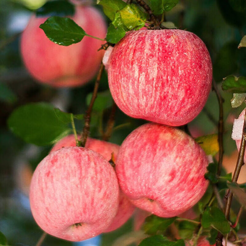 Jingxiansheng Shaanxi Luochuan Red Fuji Apple Net Weight 5kg 75-80mm Single Fruit 170g + Fresh Fruit Straight from the Source