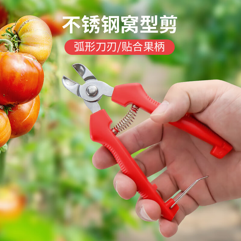 Yeyu stainless steel nest-shaped fruit picking scissors, tomato and apple special scissors, orange picking scissors, fruit handle concave pruning scissors, stainless steel nest scissors, 1 pack, upgrade belt