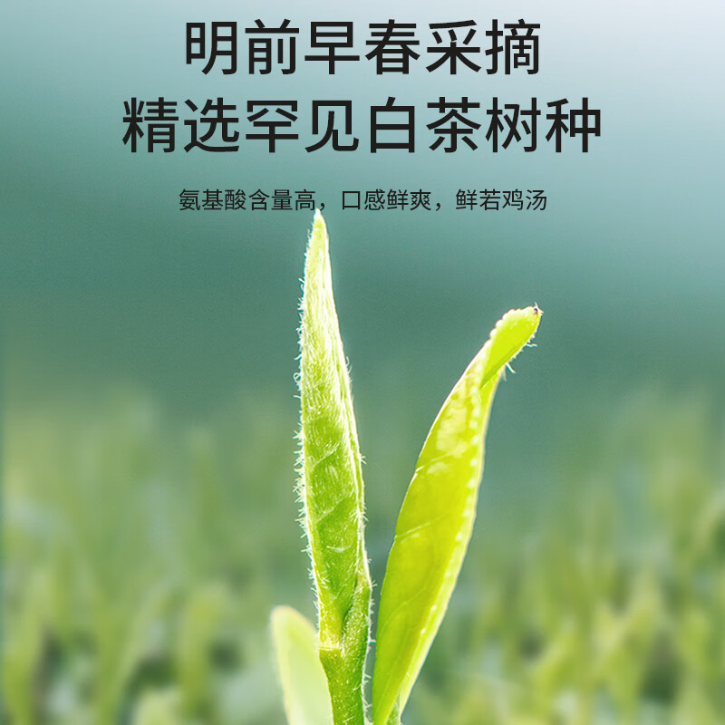 A cup of fragrant tea leaf green tea authentic Anji Mingqian white tea 200g 2025 new tea New Year gift box for yourself to drink