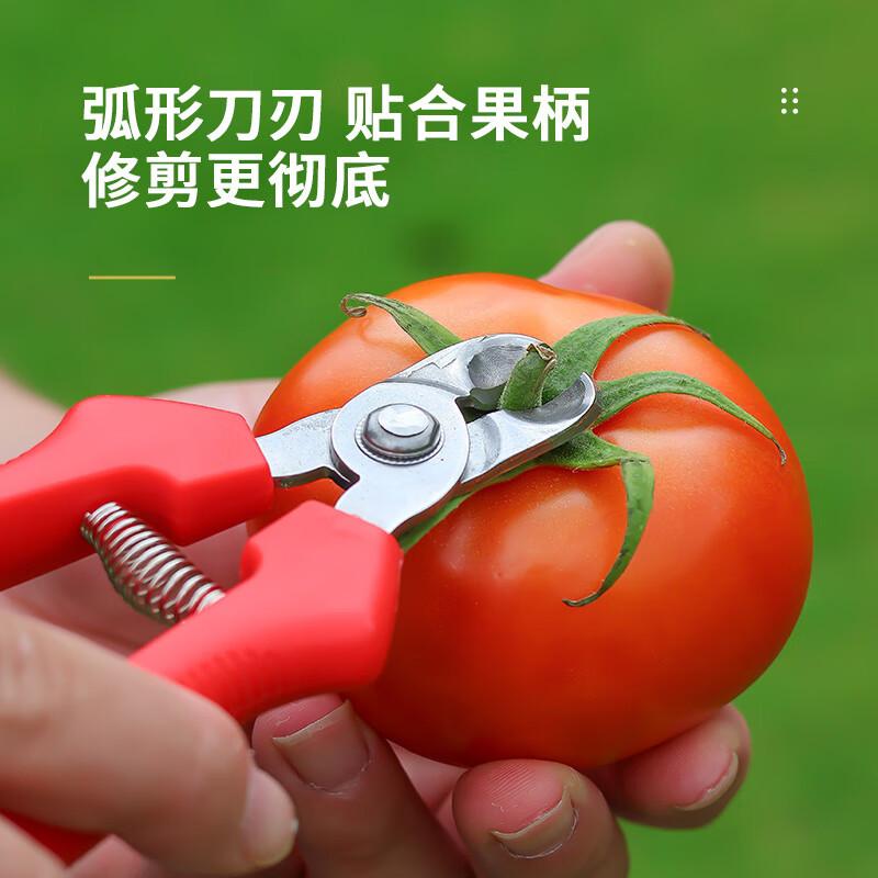 Yeyu stainless steel nest-shaped fruit picking scissors, tomato and apple special scissors, orange picking scissors, fruit handle concave pruning scissors, stainless steel nest scissors, 1 pack, upgrade belt